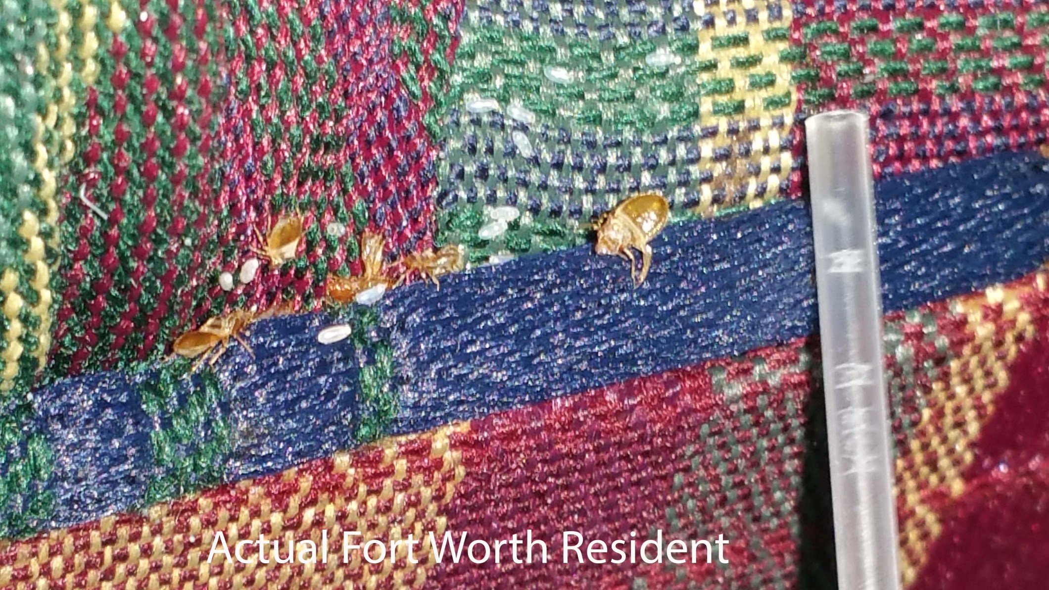 bed bugs Western Exterminating Haltom City Texas Fort Worth pest control entomology