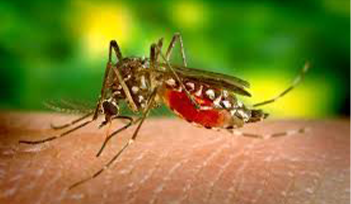 mosquito Western Exterminating Haltom City Texas Fort Worth pest control entomology