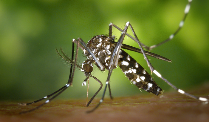 Western Exterminating Haltom City Texas Fort Worth pest control entomology mosquito