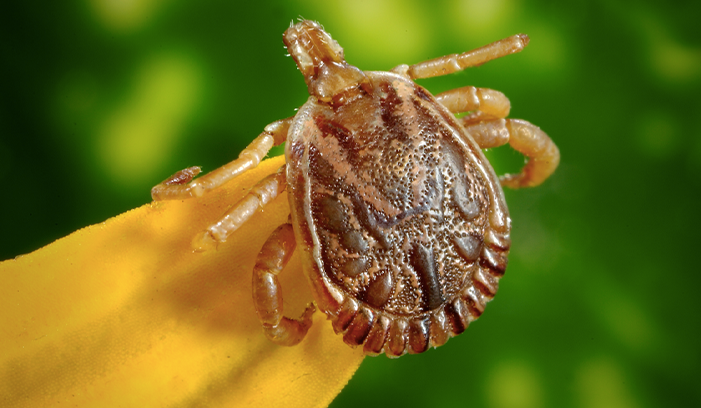dog ticks Western Exterminating Haltom City Texas Fort Worth pest control entomology ticks