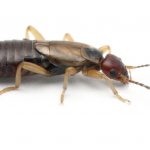 earwig Western Exterminating Haltom City Texas Fort Worth pest control entomology