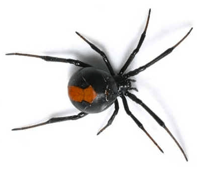 black widow Western Exterminating Haltom City Texas Fort Worth pest control entomology