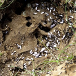 Western Exterminating Haltom City Texas Fort Worth pest control entomology termites