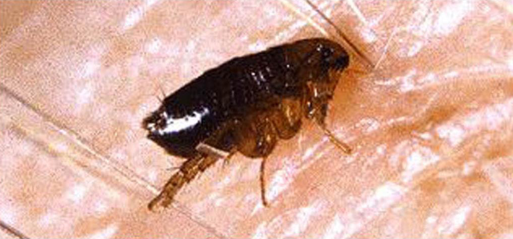 Western Exterminating Haltom City Texas Fort Worth pest control entomology