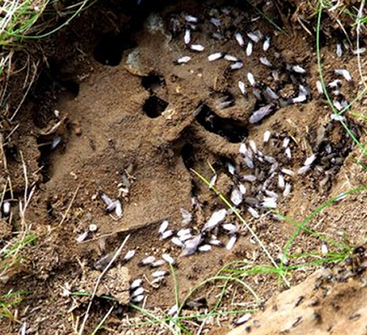 Termites Western Exterminating Haltom City Texas Fort Worth pest control entomology
